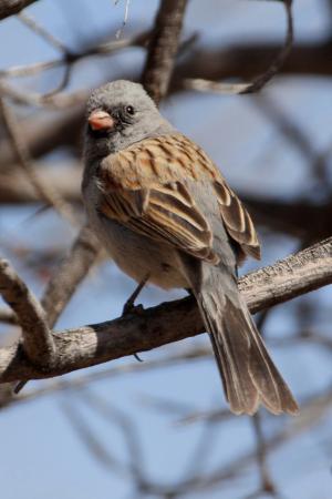 Photo (4): Black-chinned Sparrow