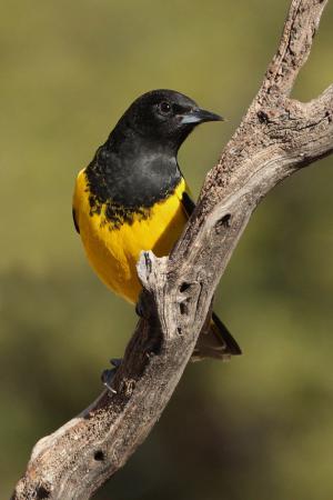 Photo (4): Scott's Oriole