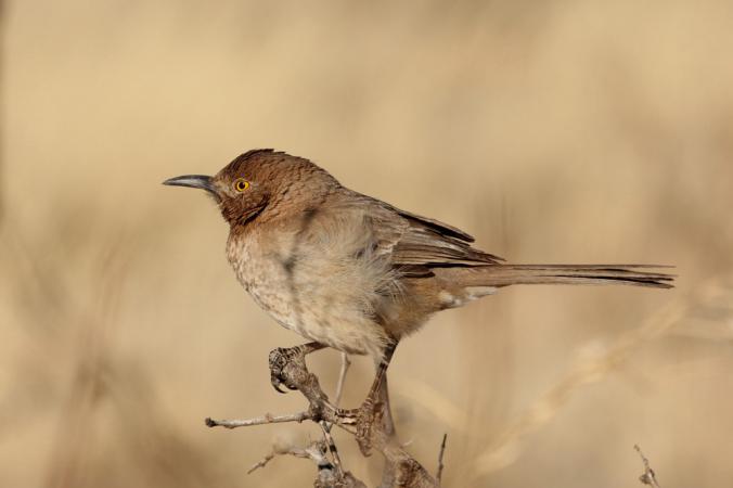 Photo (9): Bendire's Thrasher