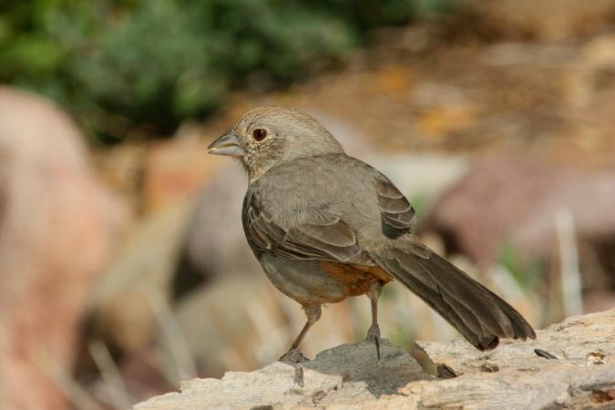 Photo (8): Canyon Towhee