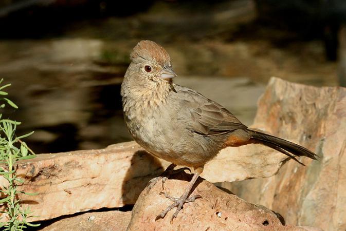 Photo (1): Canyon Towhee