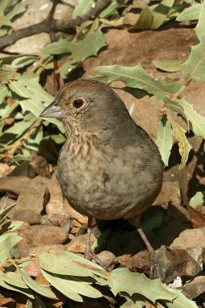 Photo (7): Canyon Towhee