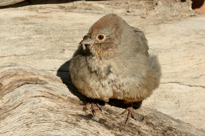 Photo (6): Canyon Towhee
