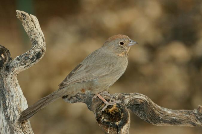 Photo (2): Canyon Towhee