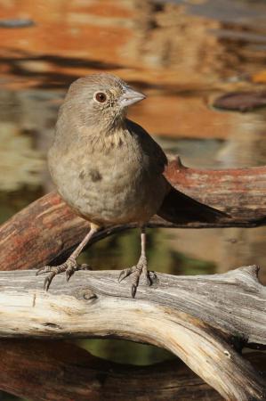 Photo (3): Canyon Towhee