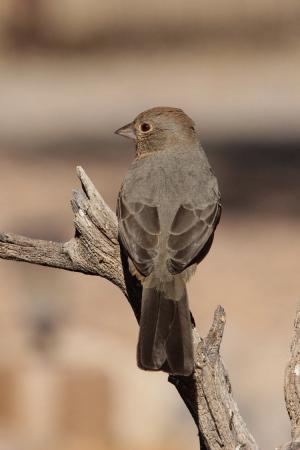 Photo (9): Canyon Towhee