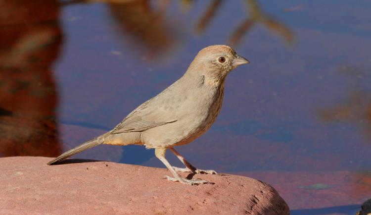 Photo (12): Canyon Towhee