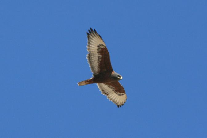 Photo (4): Ferruginous Hawk