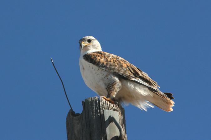 Photo (6): Ferruginous Hawk