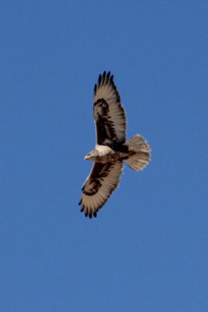 Photo (7): Ferruginous Hawk