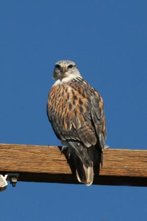 Photo (10): Ferruginous Hawk