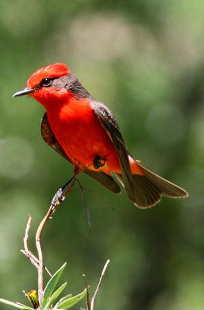 Photo (3): Vermilion Flycatcher