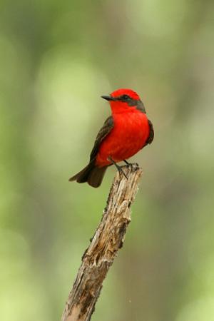 Photo (7): Vermilion Flycatcher