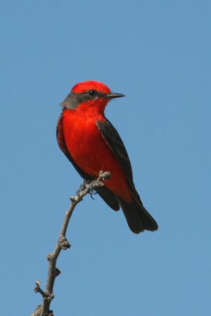 Photo (8): Vermilion Flycatcher