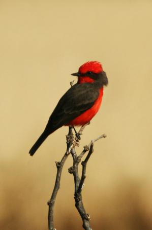 Photo (6): Vermilion Flycatcher