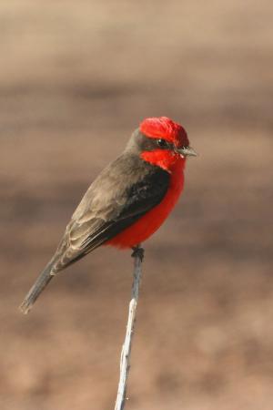 Photo (4): Vermilion Flycatcher