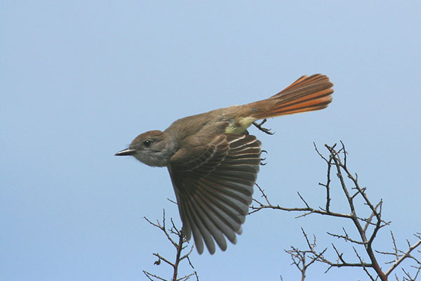 Photo (11): Ash-throated Flycatcher