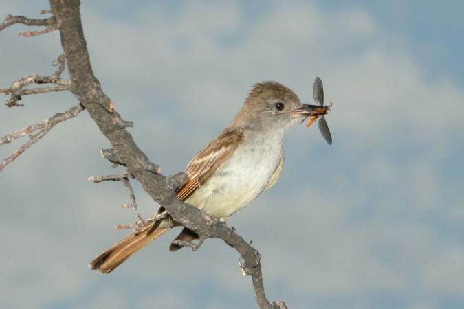 Photo (4): Ash-throated Flycatcher