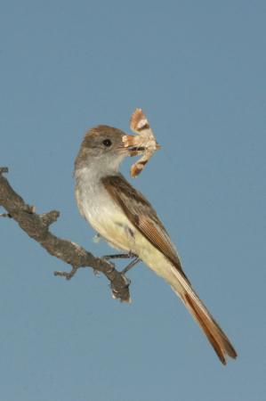 Photo (9): Ash-throated Flycatcher