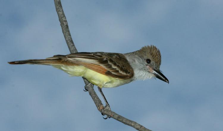 Photo (1): Brown-crested Flycatcher