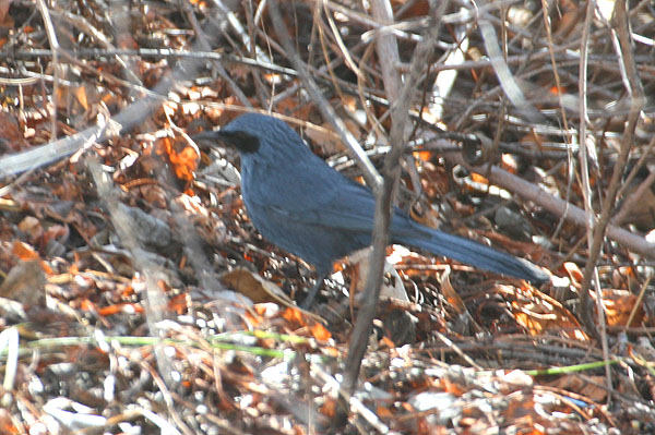Photo (1): Blue Mockingbird