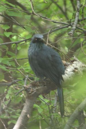 Photo (3): Blue Mockingbird