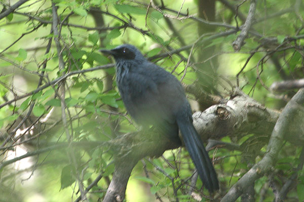 Photo (2): Blue Mockingbird