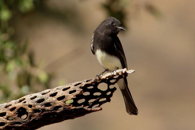 Photo (6): Black Phoebe