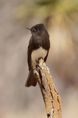 Photo (3): Black Phoebe
