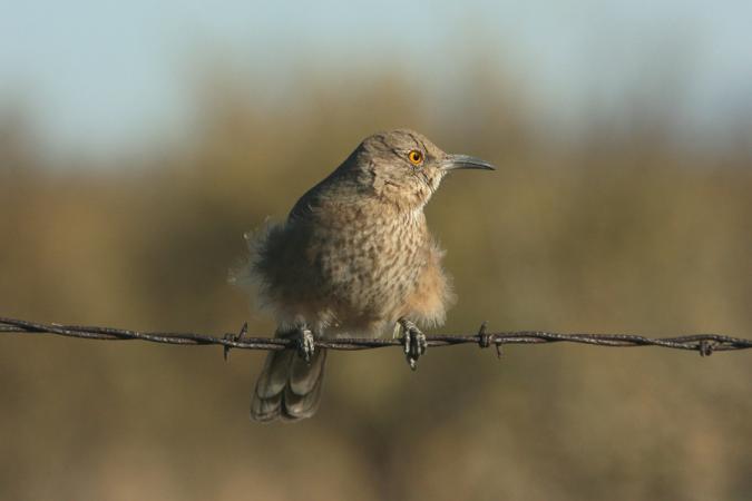 Photo (5): Bendire's Thrasher