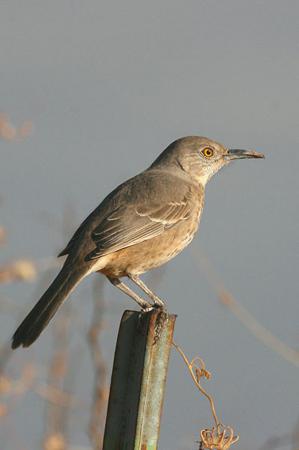 Photo (4): Bendire's Thrasher