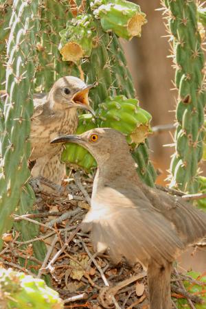 Photo (16): Curve-billed Thrasher