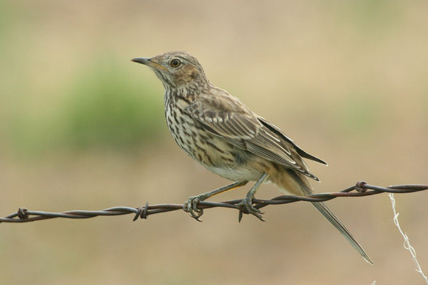 Photo (8): Sage Thrasher