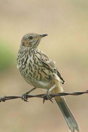 Photo (9): Sage Thrasher