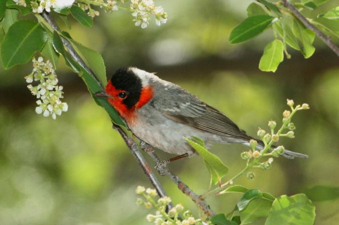 Photo (5): Red-faced Warbler