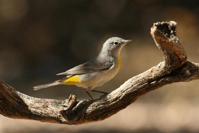 Photo (3): Virginia's Warbler
