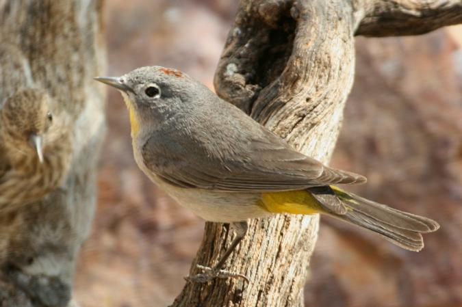 Photo (1): Virginia's Warbler