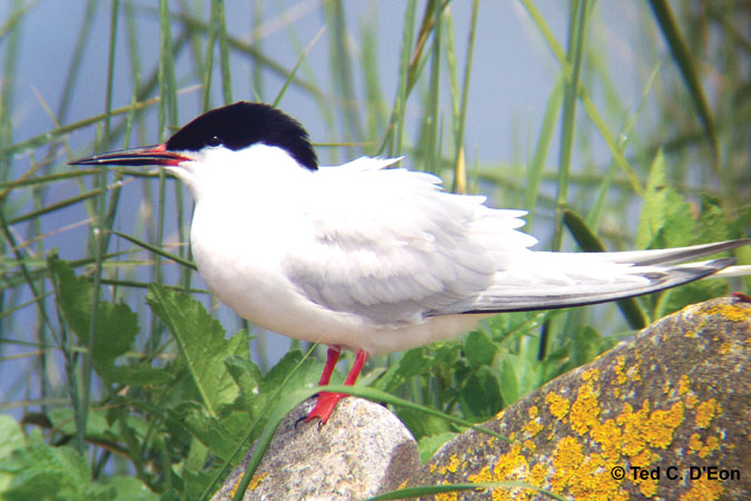 Photo (1): Roseate Tern