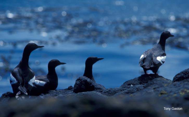 Photo (6): Pigeon Guillemot