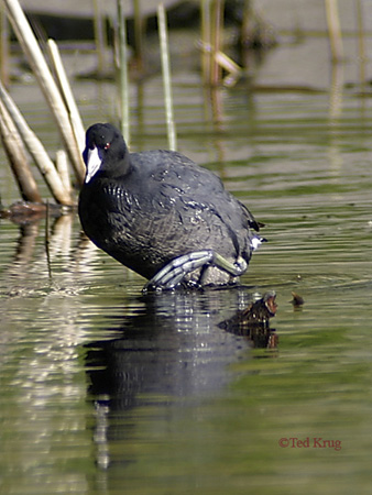 Photo (11): American Coot