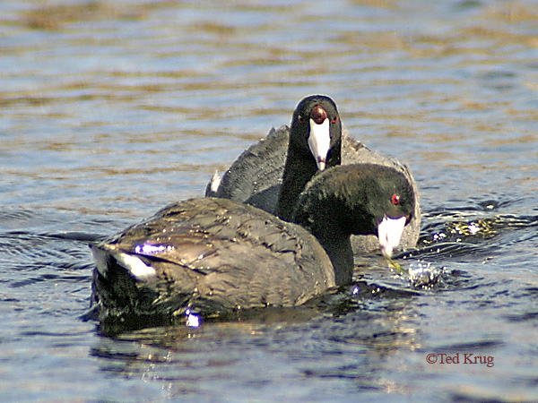 Photo (6): American Coot