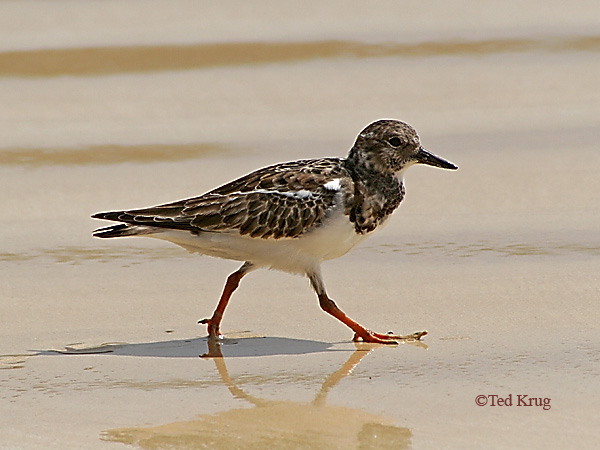 Photo (23): Ruddy Turnstone