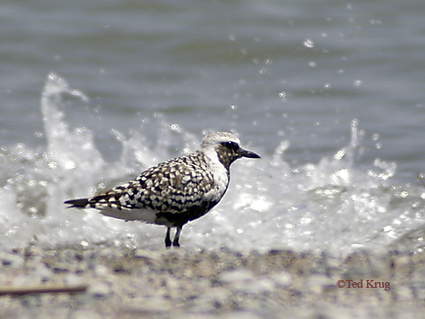 Photo (3): Black-bellied Plover