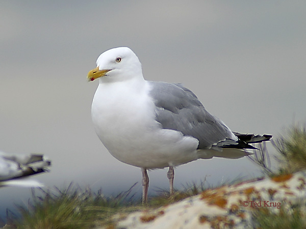 Photo (3): Herring Gull