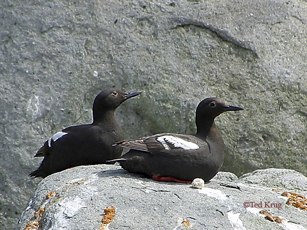 Photo (2): Pigeon Guillemot