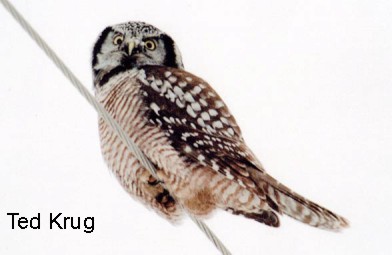 Photo (6): Northern Hawk Owl