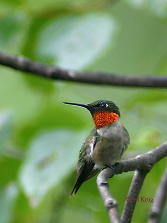 Photo (5): Ruby-throated Hummingbird
