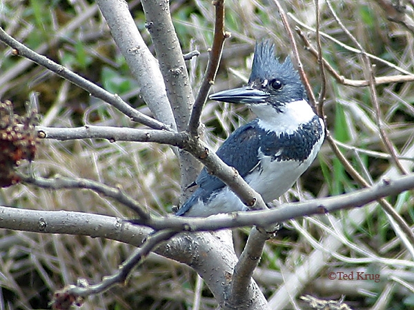 Photo (11): Belted Kingfisher