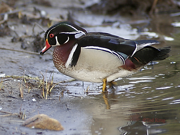 Photo (2): Wood Duck