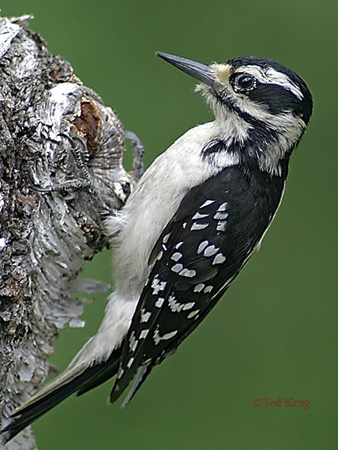 Photo (2): Hairy Woodpecker